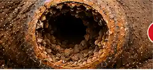 Before Cast Iron Pipe Repair in Broward